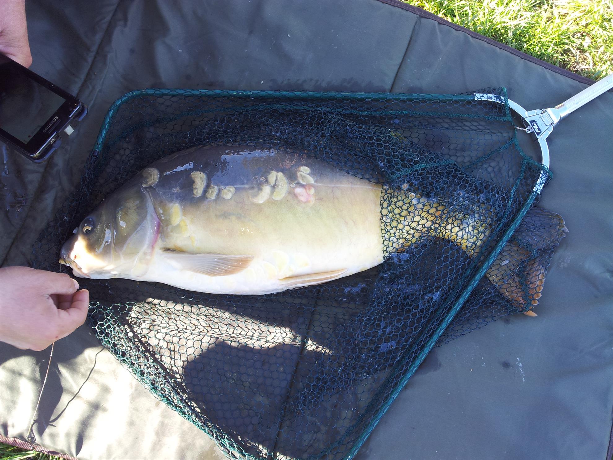 pescuit la crap - 20131005151627.jpg